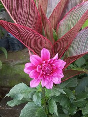 Beautiful Flowers of Natural Color