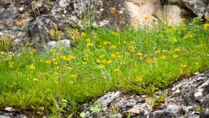 Close-up of Creeping Jenny (Lysimachia nummularia) growing on the grounds of Les Arènes de Saintes amphitheater