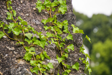 Close-up of ivy vines climbing the historic stone walls of Les Arènes de Saintes amphitheater