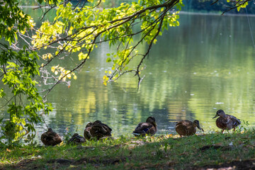 Mallard ducks standing on the edge of a lake at FDR Park in Philadelphia Pennsylvania USA