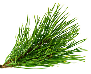 Christmas garland. pine branches. New Year's holiday decor. Winter sale. Hello season. Forest decor.on transparent, png