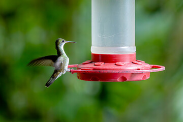 Colibrí © Martín Cálix