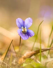 Fototapeta premium Close-up of a vibrant purple flower in a sunlit meadow