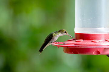Colibrí alimentándose © Martín Cálix