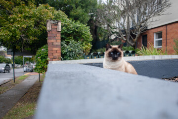Tonkinese cat with vivid blue eyes, sitting being a blue wall fence, watching people walk by