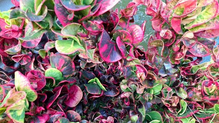 Artistic Natural Patterns of Croton Leaves in Vibrant Colors Codiaeum variegatum Foliage Captured in a Garden Setting for Decorative Botanical and Tropical Stock Photography © Muhammad Nashieh