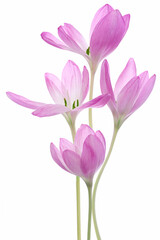 Studio Shot of Lilac Colored Colhicum Flowers Isolated on White Background.