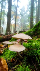 Forest mushrooms in mossy ground