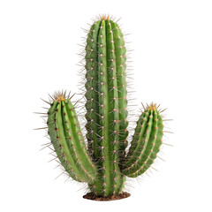 Naklejka premium Green Saguaro Cactus with Spines background