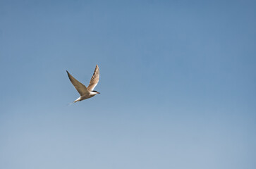 A tern Sterna flies against a blue sky. The white bird is in flight in the highlands of the Tien Shan in the Pamirs. Wildlife is used as a background
