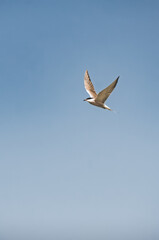 A tern Sterna flies against a blue sky. The white bird is in flight in the highlands of the Tien Shan in the Pamirs. Wildlife is used as a background