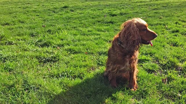 Red English cocker spaniel relaxing on green grass in park on sunny summer day