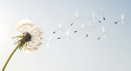 Obraz premium Dandelion seeds blowing in the wind on a clear sky
