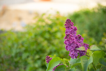 Kwitnący bez lilak / Blooming lilac flowers © mydayphoto