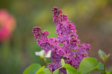 Kwitnący bez lilak / Blooming lilac flowers © mydayphoto