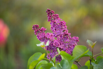 Kwitnący bez lilak / Blooming lilac flowers © mydayphoto