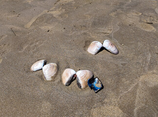 Clam Shells on the Beach