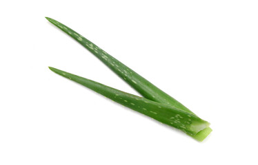 An aged of aloe tree on white background