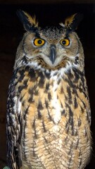 Fototapeta premium Wild Owl with Large Eyes and Feathers Isolated on Dark Background for Bird Animal Object and Nocturnal Wildlife Concept