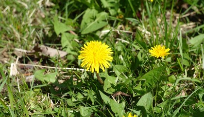 Yellow Dandelion Flower Blooming in Meadow for Premium Plant Object and Spring Nature Concept