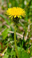 Yellow Dandelion Flower Blooming in Meadow for Premium Plant Object and Spring Nature Concept