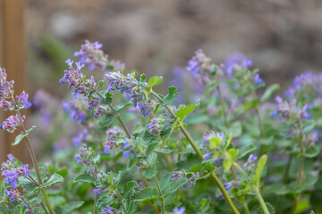 Kwitnąca kocimiętka w ogrodzie / Blooming catnip in the garden © mydayphoto