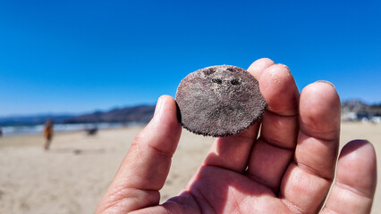 Looking at the Pismo Beach Dunes and a hand holding at Sand Dollar found on the Beach