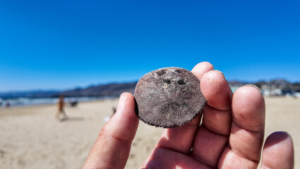 Looking at the Pismo Beach Dunes and a hand holding at Sand Dollar found on the Beach