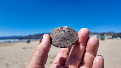 Looking at the Pismo Beach Dunes and a hand holding at Sand Dollar found on the Beach
