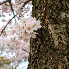 Delicate cherry blossoms clinging to a tree trunk