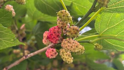 Close-up of mulberry clusters (Morus sp.) ranging from green to pink, hanging from mulberry tree branches. The fruit is highlighted by a luminous green background with a bokeh effect.