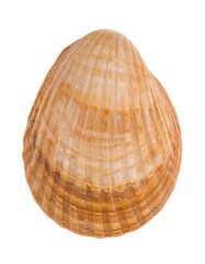 Fototapeta premium Close-up of a light brown seashell, ribbed and textured, on a white background