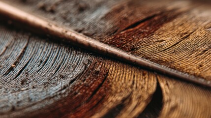 Fototapeta premium Close up detailed feather texture