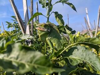 The maned chameleon (Bronchocela jubata) is a species of tree lizard in the Agamidae family that is widespread across the Indonesian archipelago. This lizard is in the same group as the flying geckos