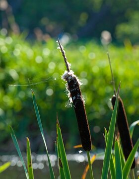 Cattail seed head in sunlight