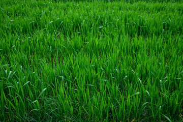 Field of green wheat in spring. Agriculture and farming. Wheat green sprout background
