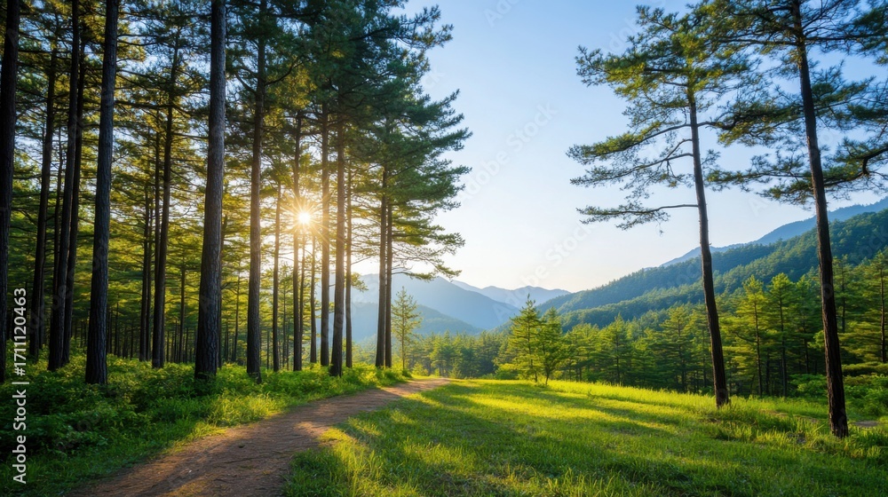 Aufkleber serene forest pathway with sunlight filtering through tall trees