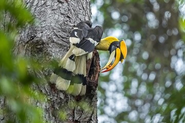 Hornbill on tree  © ASZLANZALA