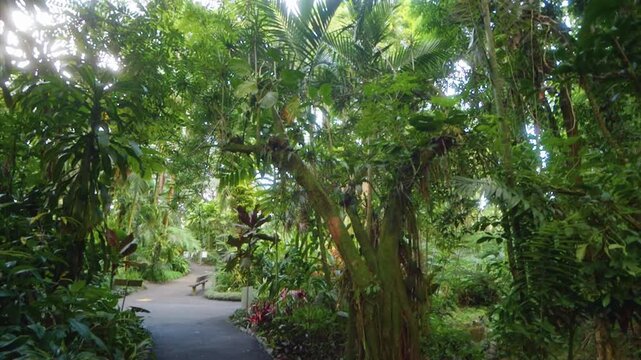 This footage captures a serene pathway winding through a dense tropical rainforest, showcasing exotic plants, towering palms, and the lush beauty of nature on the Big Island of Hawaii, perfect for tra
