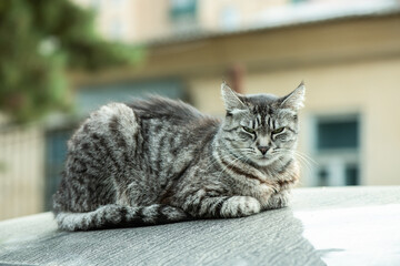 A grey stray cat sits on the roof of a car and squints its eyes