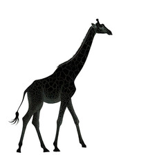 Black and White Animal Silhouettes Collection: Cats, Lions, Zebras, Giraffes, Dolphins, and More"