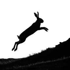 Black and White Animal Silhouettes Collection: Cats, Lions, Zebras, Giraffes, Dolphins, and More"
