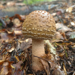Amanita rubescens