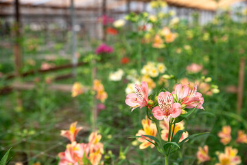 Obraz premium Photograph of a yellow pink alstroemeria flowers. Alstroemeria flowers in a greenhouse. Growing flowers in greenhouses. Gardening.