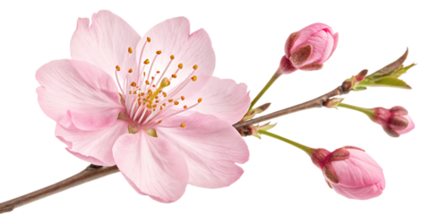 Delicate Pink Cherry Blossom Flower with Buds and Stem on Transparent Background pink flower spring blossom Cutout PNG Ai isolated on a transparent background