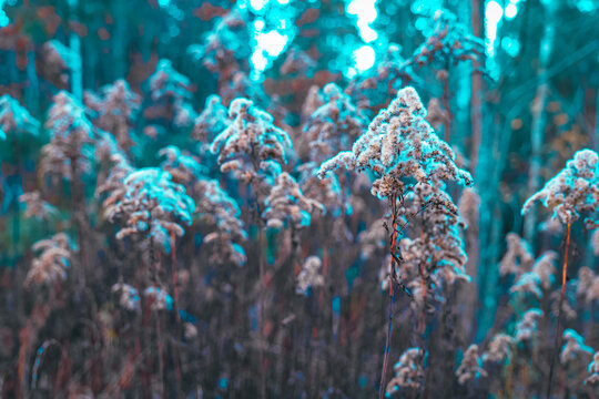  Plant wallpaper. Dried Goldenrod Seedhead in Autumn Field.cereals and herbs in the autumn garden. 