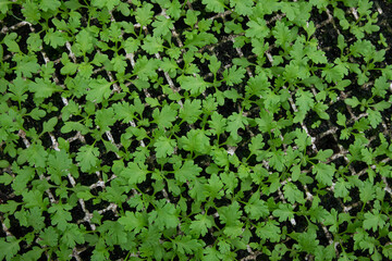 Young plant growth in a greenhouse, top view. Seedling close-up with selective focus. Growing plants, flowers and vegetables, gardening. Young shoots of plants in a greenhouse