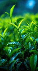 Close up of vibrant green tea leaves growing in a lush plantation.