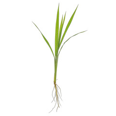 Obraz premium A single young green grass plant with exposed roots. PNG Transparent