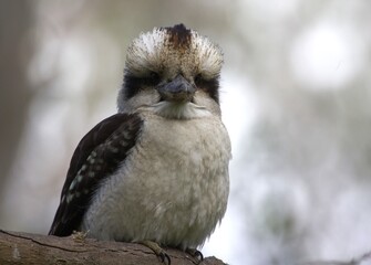 Laughing Kookaburra, Victoria, Australia
